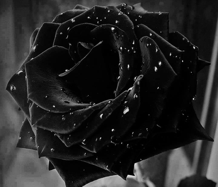 Hình ảnh Hoa hồng đen - Bông hoa hồng đen đẹp nhât