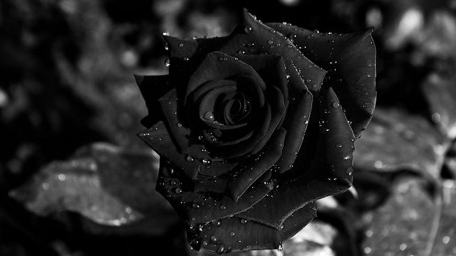Hình ảnh Hoa hồng đen - Bông hoa hồng huyền bí