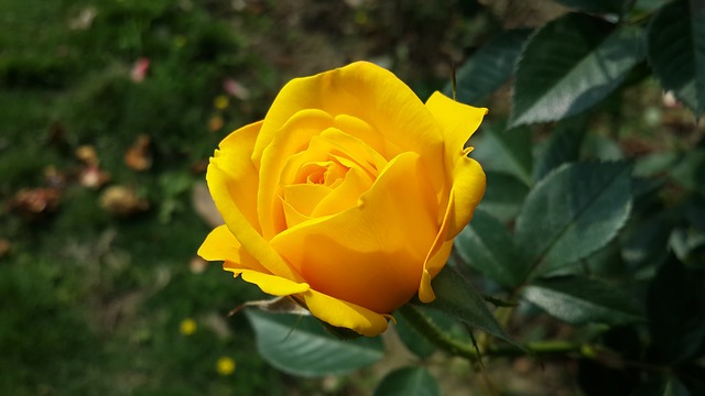 Hình ảnh Hoa hồng vàng - Hoa hồng vàng đẹp nhất
