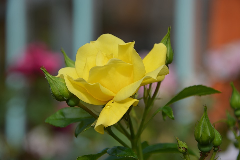 Hình ảnh Hoa hồng vàng - Hoa hồng vàng đẹp nhất