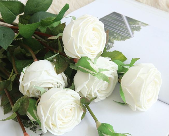 ảnh hoa hồng trắng đẹp